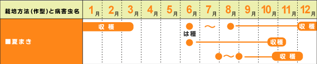 夏まき