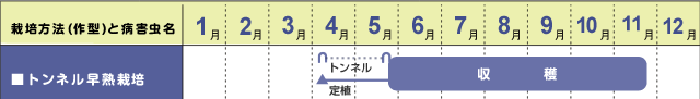 トンネル早熟栽培