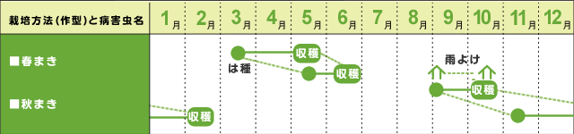 春まき・秋まき