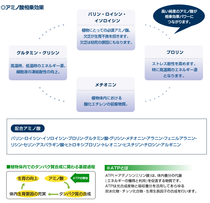 アミノ酸相乗効果